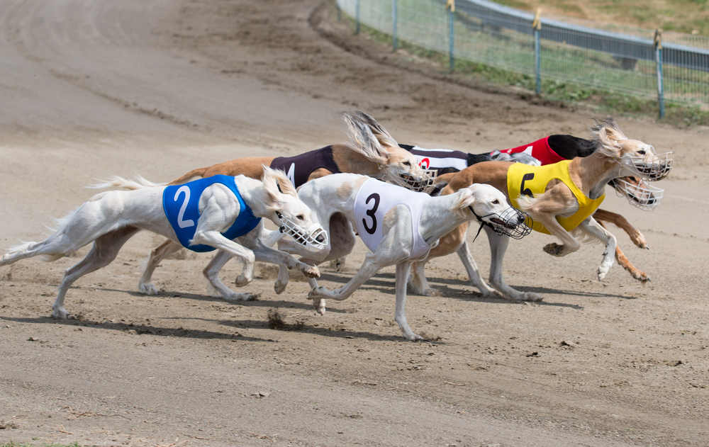 Greyhound Events