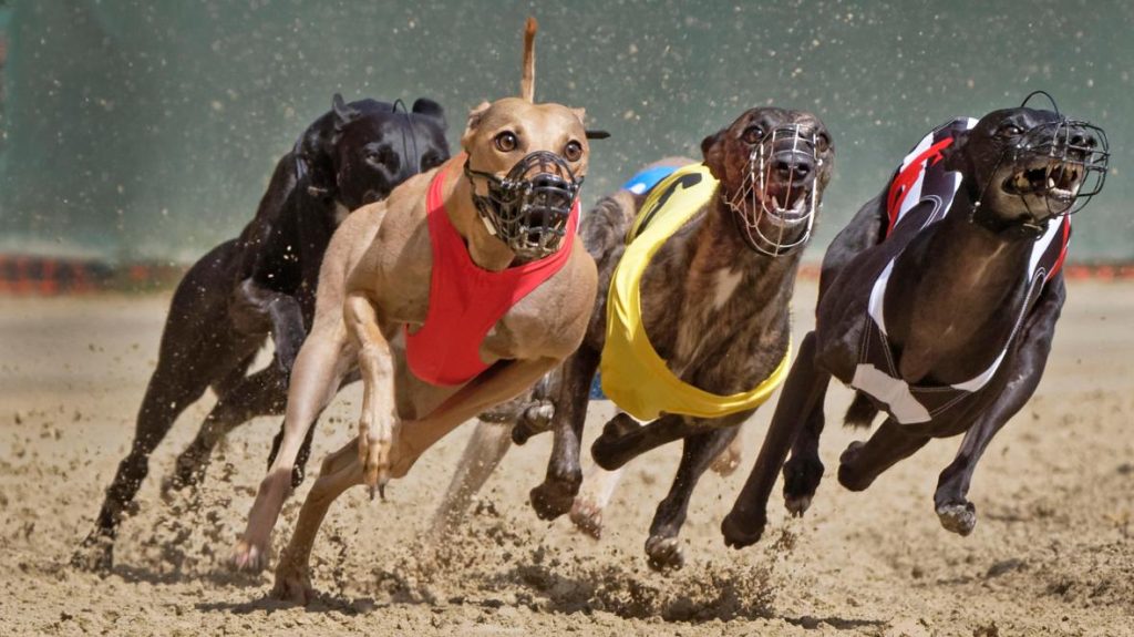 Greyhound RacingHeader