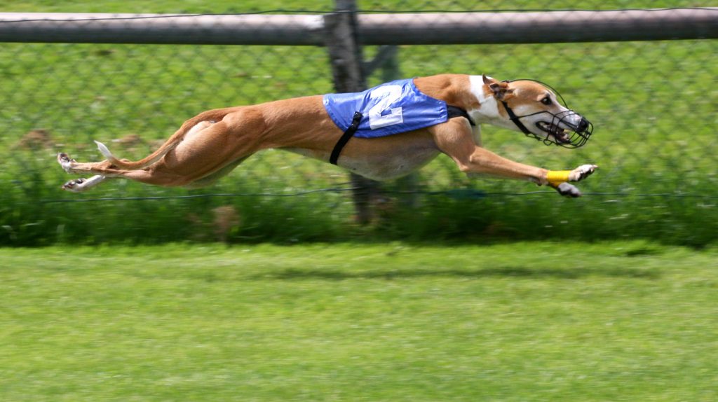 Greyhound Racing 2 amk